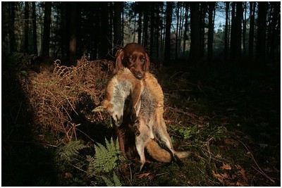 Jagdgebrauchshunde Ausbildung